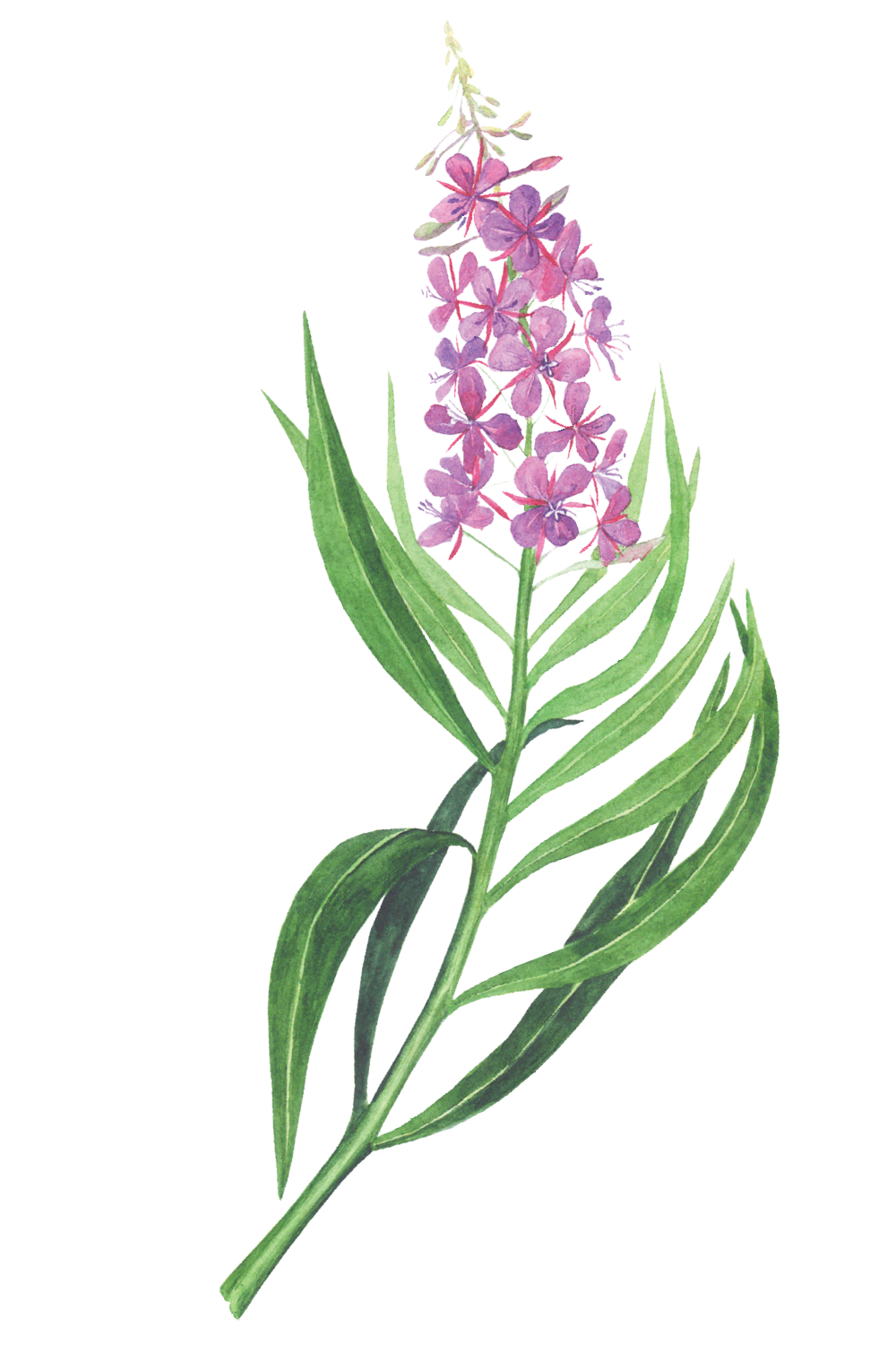 connectingtoyourculture-fireweed1