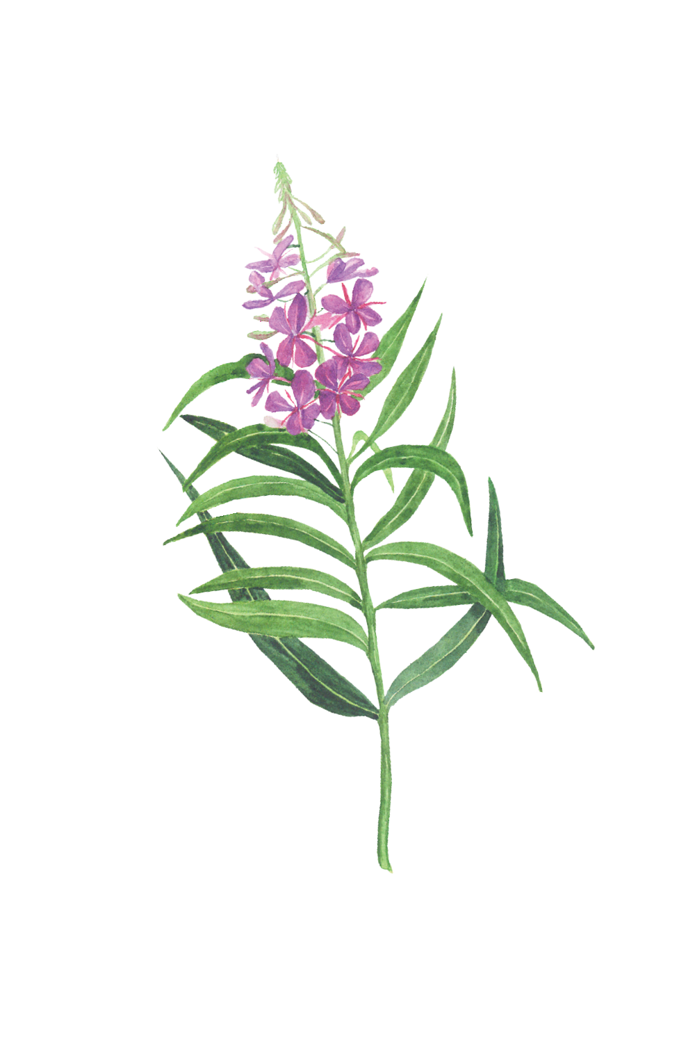 connectingtoyourculture-fireweed2